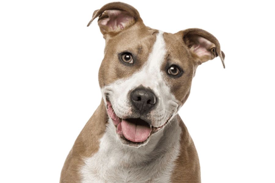 american staffordshire terrier dog sitting looking at the camera on white background