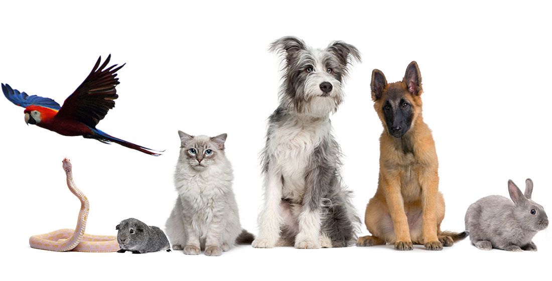 group of pets and exotic animals together over a white banner isolated on white background