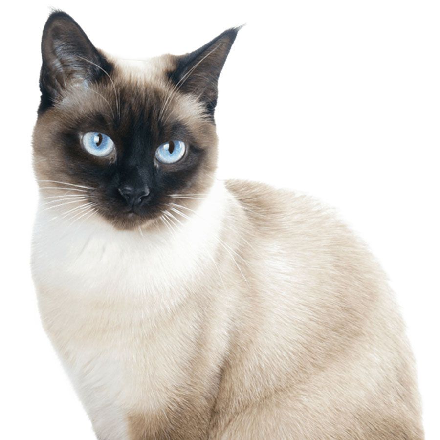 beautiful siamese cat with blue eyes isolated on white background