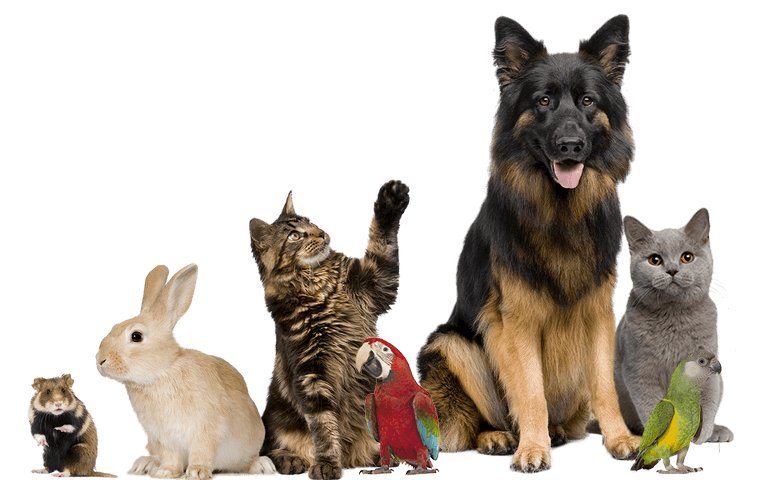 group of pets and exotic animals together over a transparent background