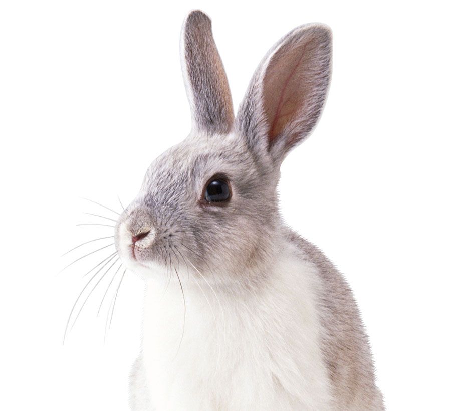 real rabbit with transparent background