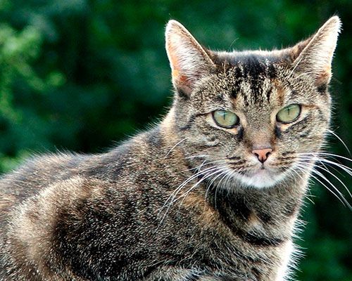 striped cat with green eyes from side looking at camera with grass background