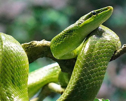 long green snake looking at camera with blurred background